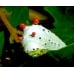Cherry Moth promethea 15 eggs